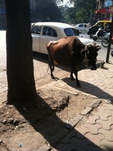 Cow on the street