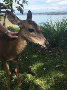 Deer in Panama