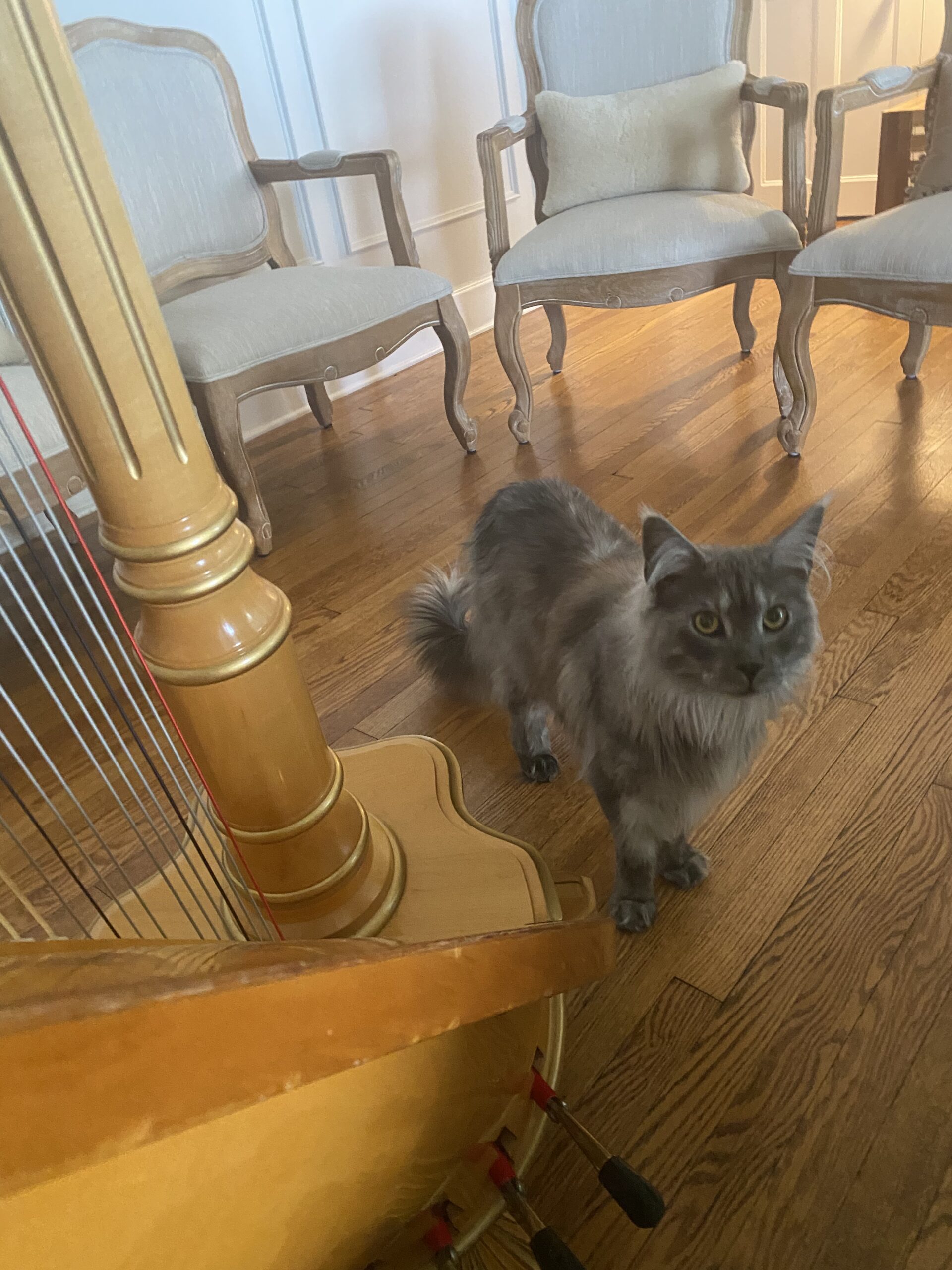Harp Cat in Racine WI