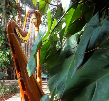 Harpist in Rock Island, Illinois